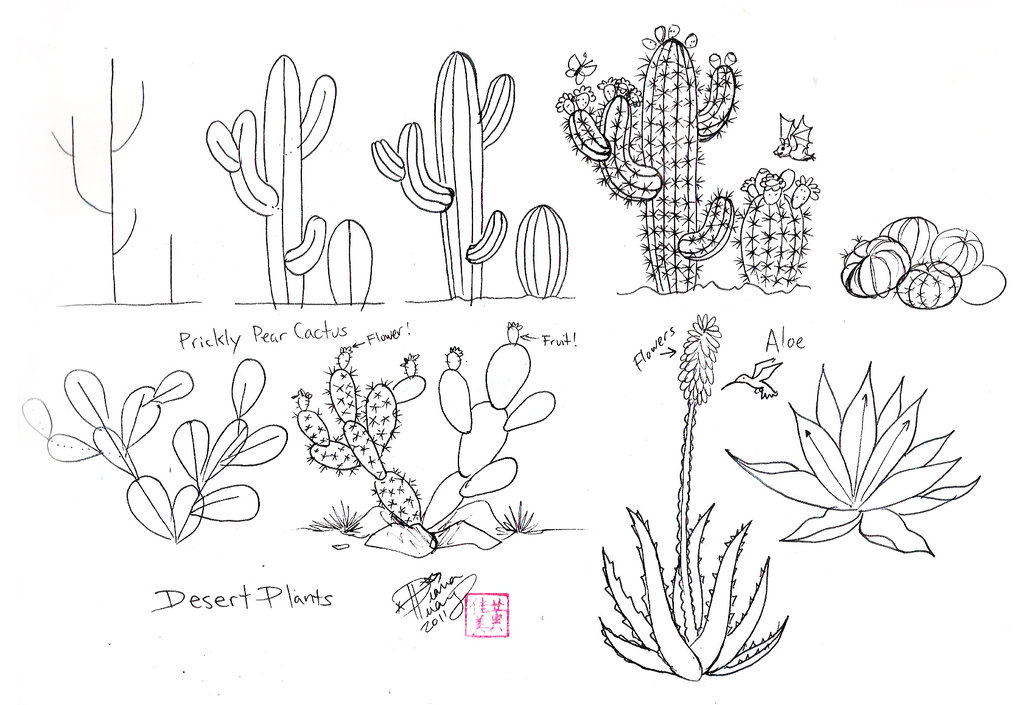 Plant Drawing Cacti. 