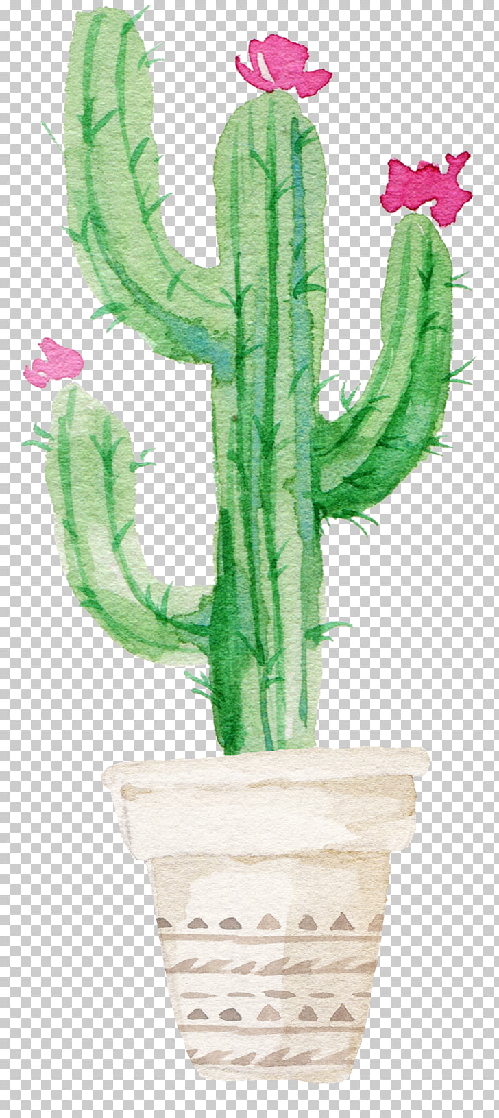 728x1631 succulent plant watercolor painting drawing cactaceae, flowering - Cactus Plant Drawing