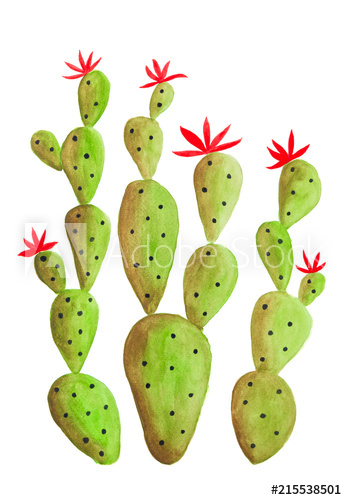 347x500 watercolor opuntia cactus plant isolated on white background - Cactus Plant Drawing