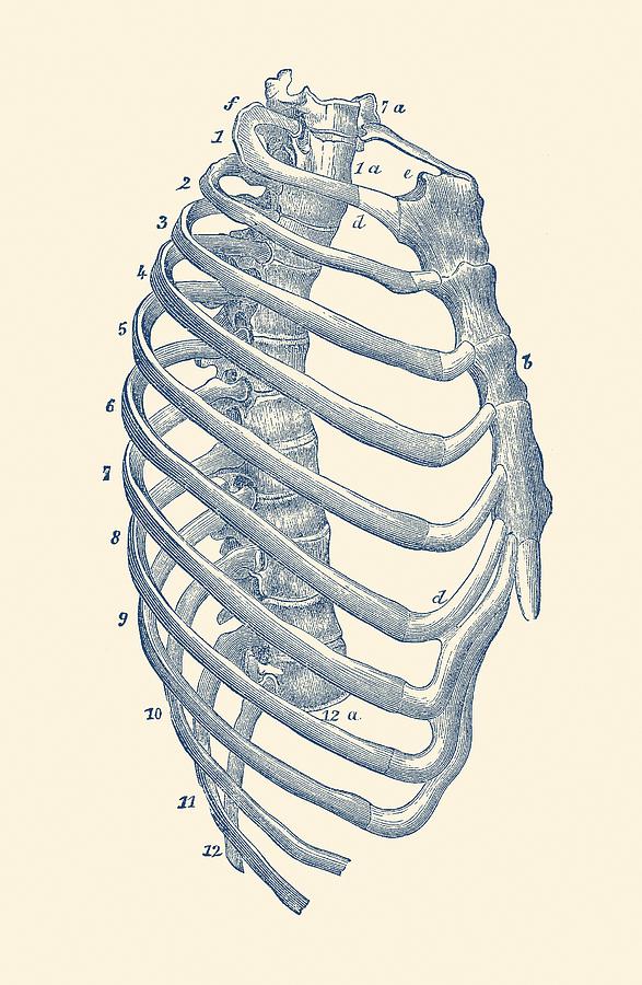587x900 rib cage diagram - Cage Drawing