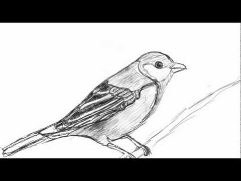 480x360 Caged Bird Set Free - Caged Bird Drawing