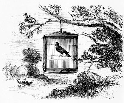 416x345 Caged Bird In Tree - Caged Bird Drawing