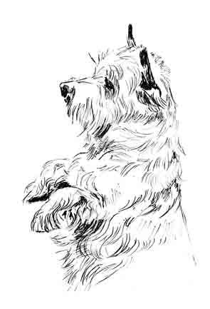 295x433 cairn terrier linda slater's artwork - Cairn Terrier Drawing