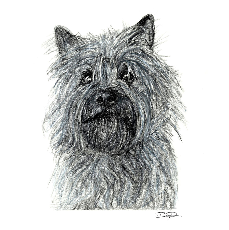 899x900 cairn terrier drawing - Cairn Terrier Drawing