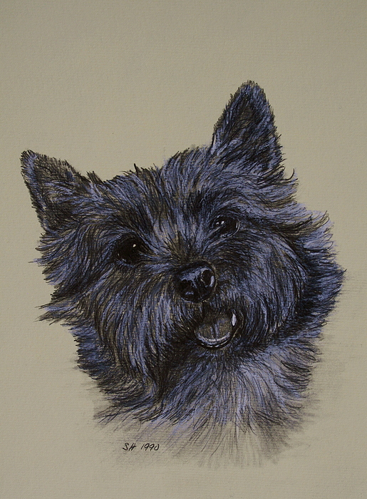 515x700 cairn terrier drawing - Cairn Terrier Drawing