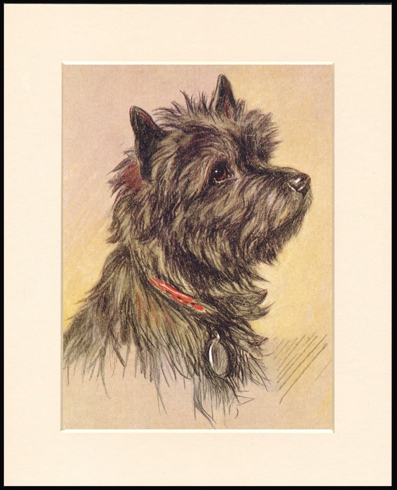 1299x1600 cairn terrier head study lovely mounted dog print ready to frame - Cairn Terrier Drawing