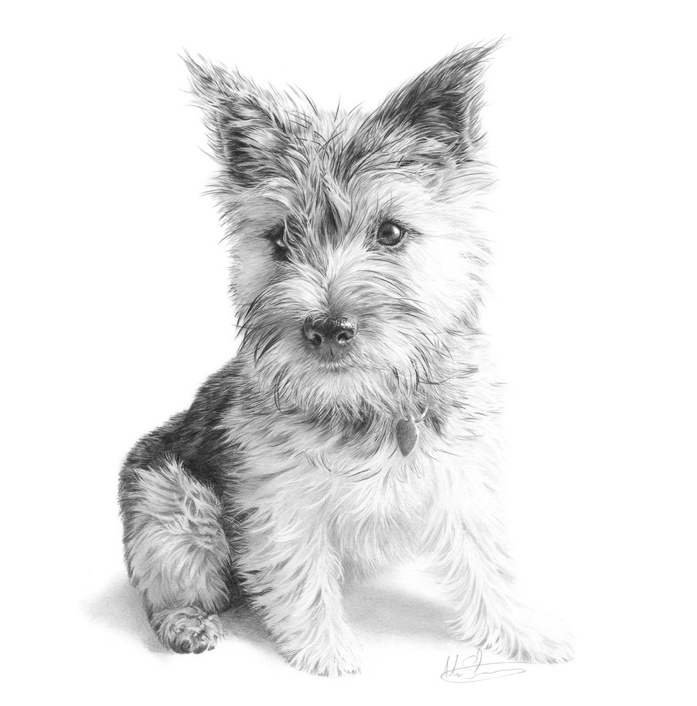1000x1013 cairn terrier puppy greeting card nolon stacey - Cairn Terrier Drawing