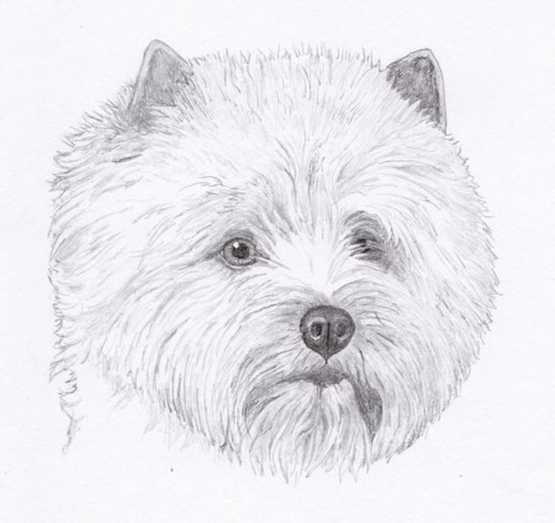 794x749 cairn terrier signed personalized original pencil drawing etsy - Cairn Terrier Drawing