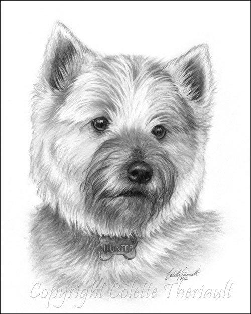 500x626 cairn terrier drawing pencil pet portrait - Cairn Terrier Drawing