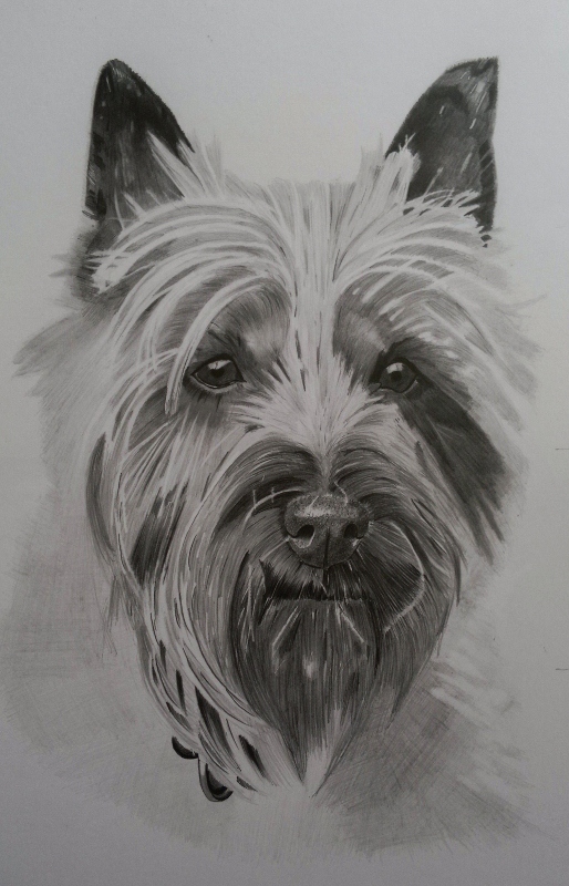 514x800 cairn terrier - Cairn Terrier Drawing
