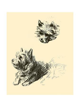 338x450 daria the cairn terrier art print - Cairn Terrier Drawing