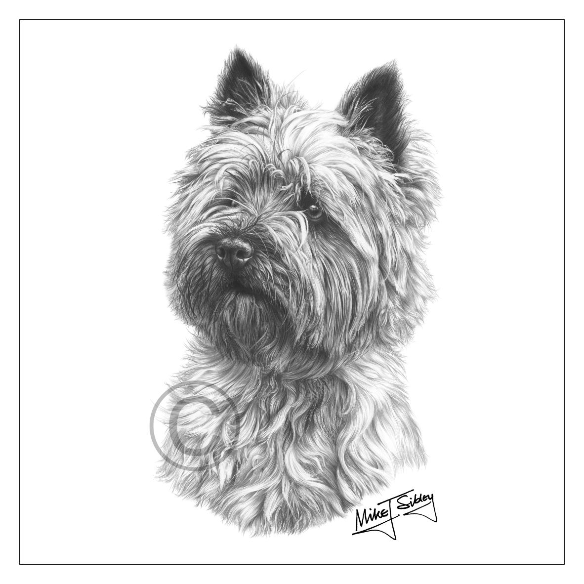 Cairn Terrier Drawing at Explore collection of