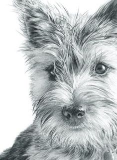 235x320 nolon stacey - Cairn Terrier Drawing