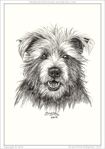 400x566 a dapper dog the cairn terrier shafali's pen ink portrait art - Cairn Terrier Drawing