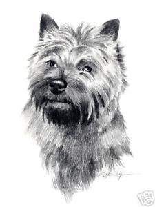 225x300 cairn terrier pencil drawing x art print - Cairn Terrier Drawing