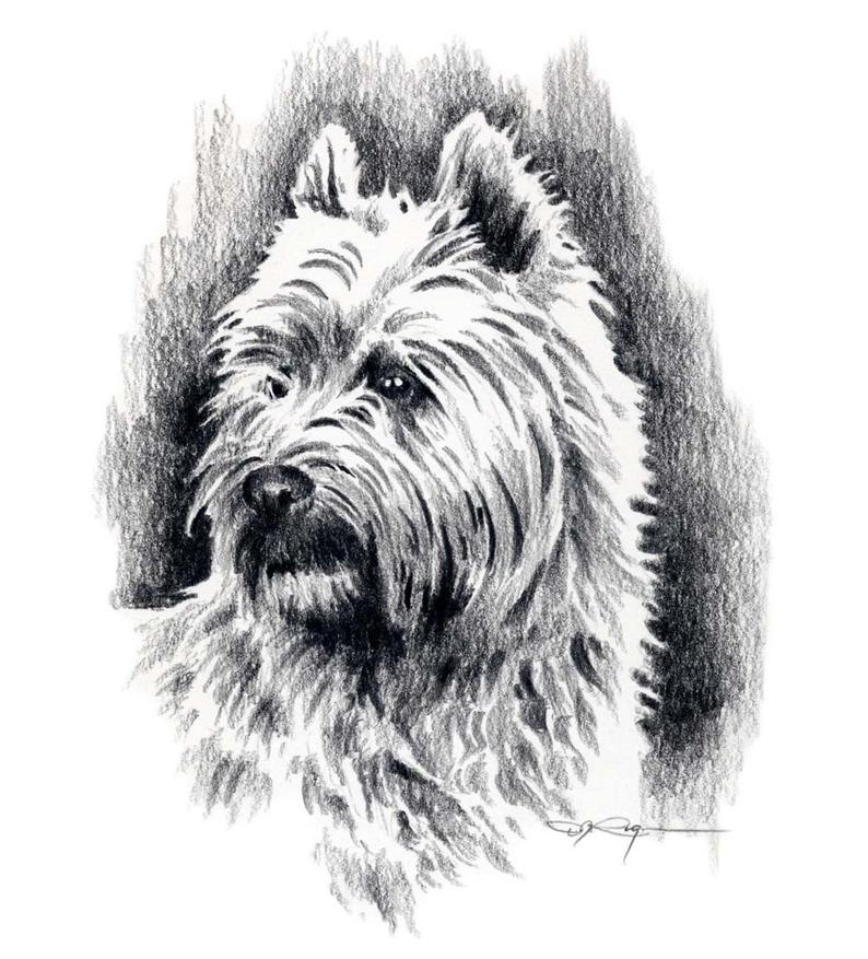 794x877 cairn terrier dog art print pencil drawing - Cairn Terrier Drawing
