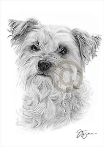 212x300 cairn terrier pencil drawing art print only signed - Cairn Terrier Drawing