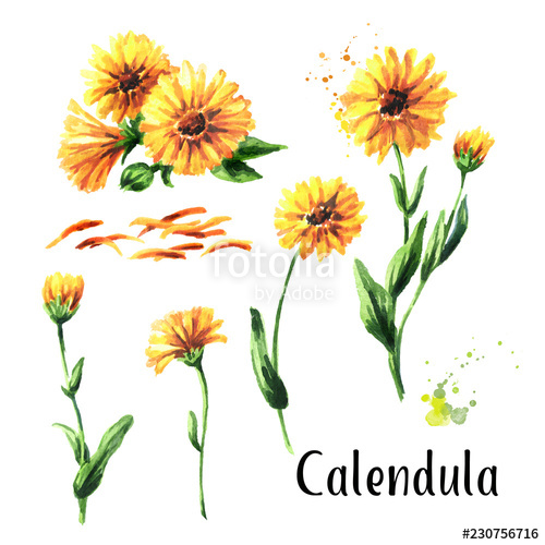 500x500 calendula flower set watercolor hand drawn illustration isolated - Calendula Flower Drawing