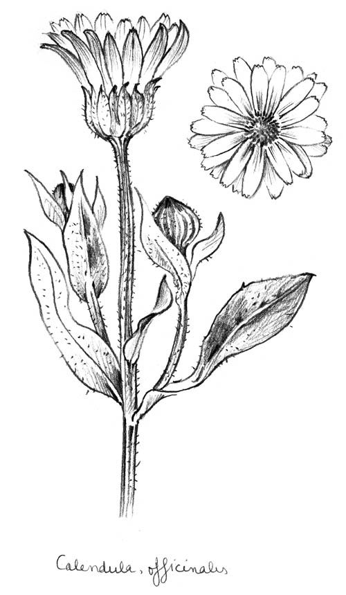 500x859 calendula october birth flower tattoos marigold tattoo - Calendula Flower Drawing