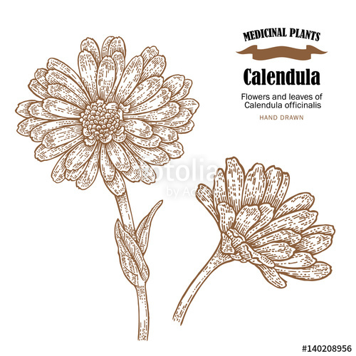 500x500 calendula plant vector illustration flowers ans leaves - Calendula Flower Drawing
