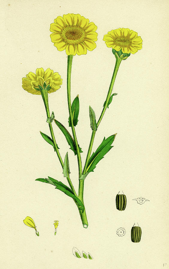 564x900 chrysanthemum segetum corn marigold drawing - Calendula Flower Drawing