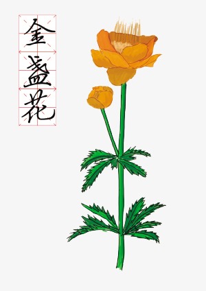 300x424 drawing marigold, calendula material, white marigold, marigolds - Calendula Flower Drawing
