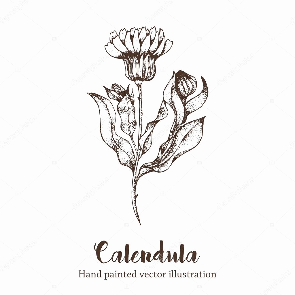 1024x1024 flower images sketch fresh nature vector calendula flower sketch - Calendula Flower Drawing