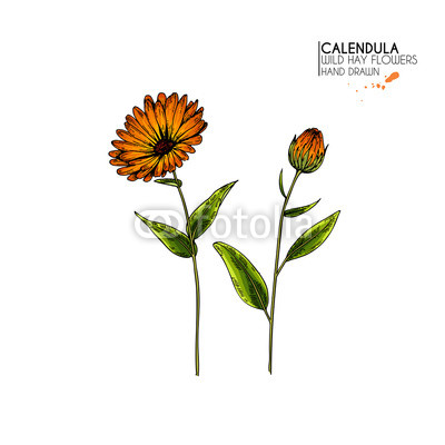 400x400 hand drawn wild hay flowers vector colored calendula flower - Calendula Flower Drawing