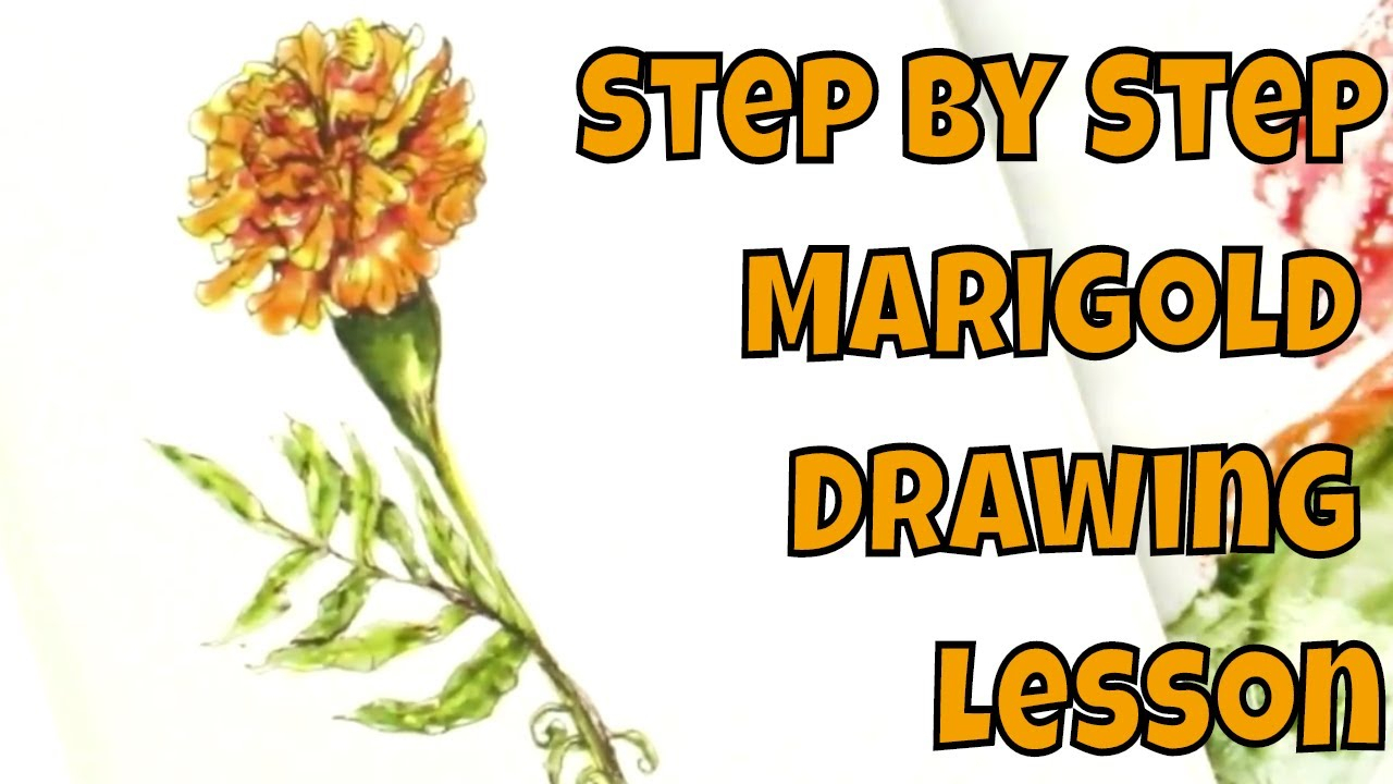 1280x720 unique marigold pencil sketch collection - Calendula Flower Drawing