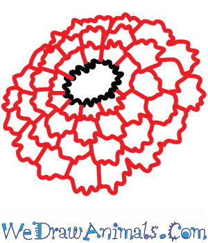 300x350 how to draw a marigold flower - Calendula Flower Drawing