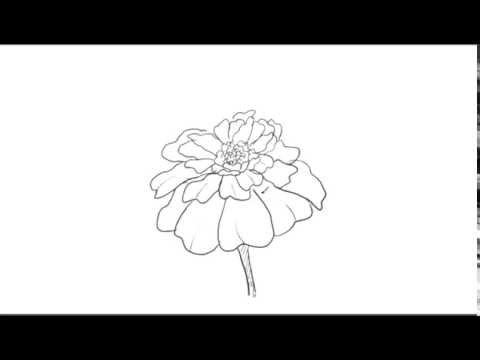 480x360 how to draw a marigold flower - Calendula Flower Drawing
