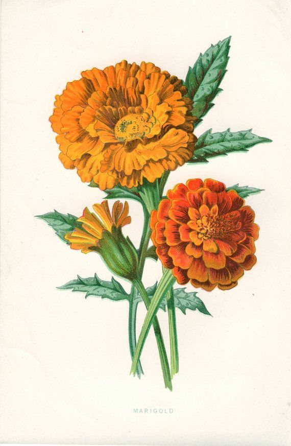 570x873 huge collection of 'marigold drawing' download more than - Calendula Flower Drawing