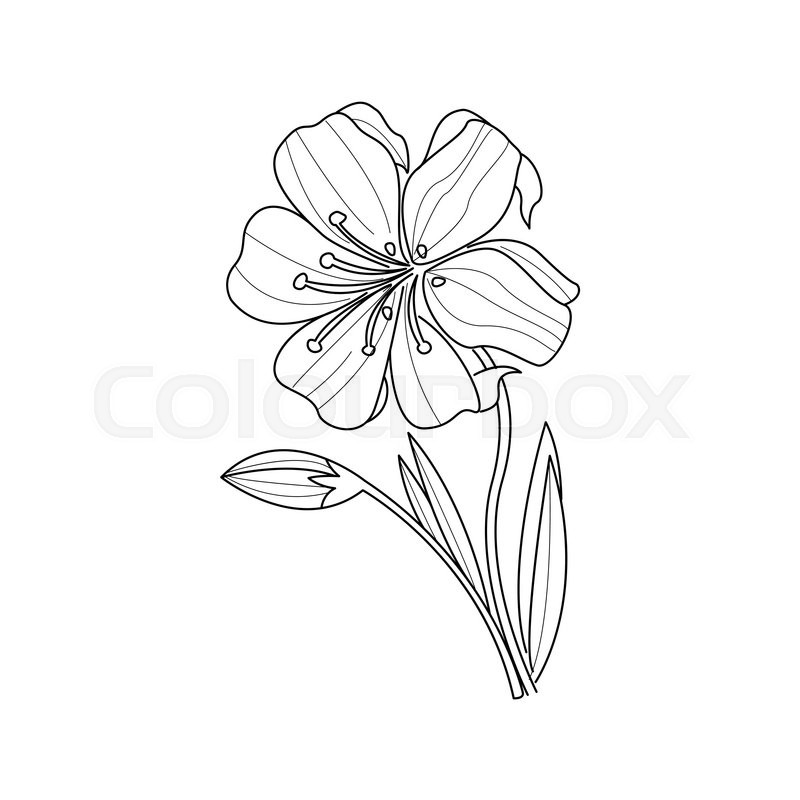800x800 marigold flower monochrome drawing for stock vector - Calendula Flower Drawing