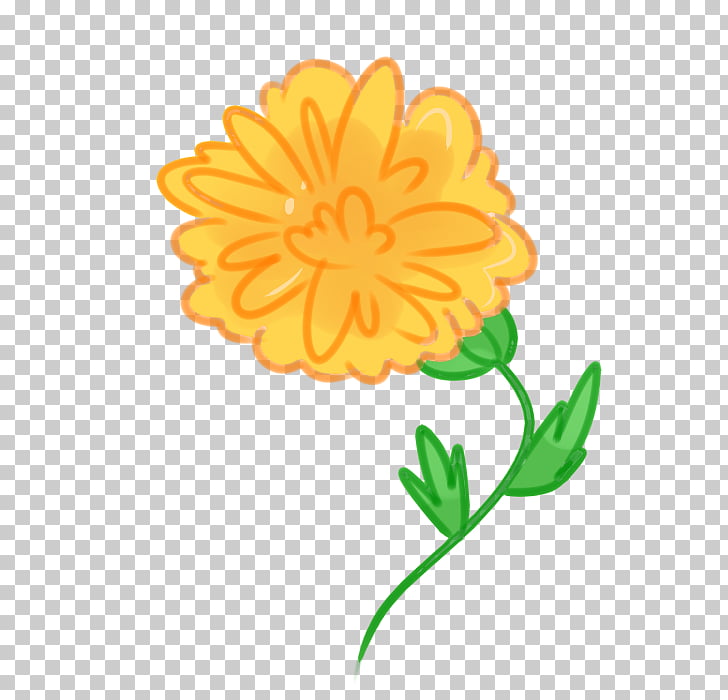 728x700 mexican marigold calendula officinalis flower drawing marigold - Calendula Flower Drawing