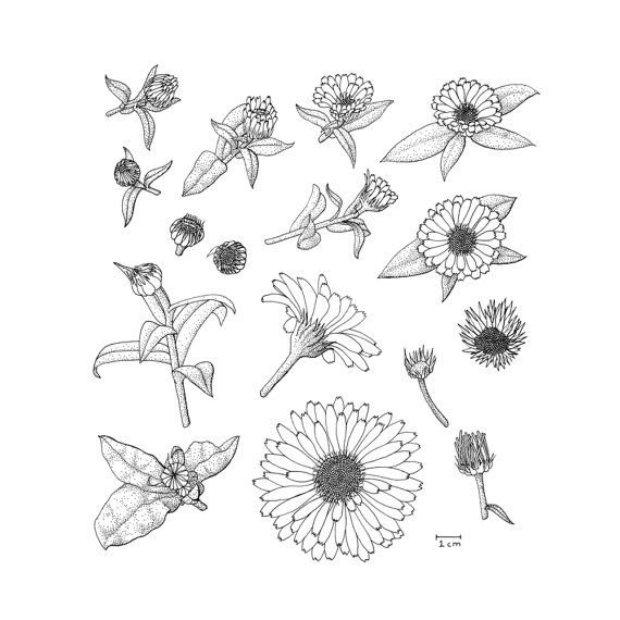 570x570 print calendula anatomy black and white stippled - Calendula Flower Drawing