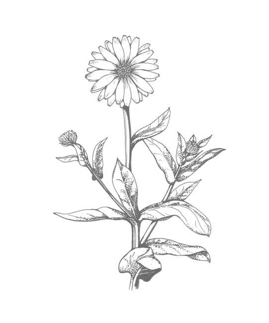 542x650 calendula drawing - Calendula Flower Drawing