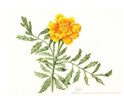 414x350 calendula flower drawing - Calendula Flower Drawing