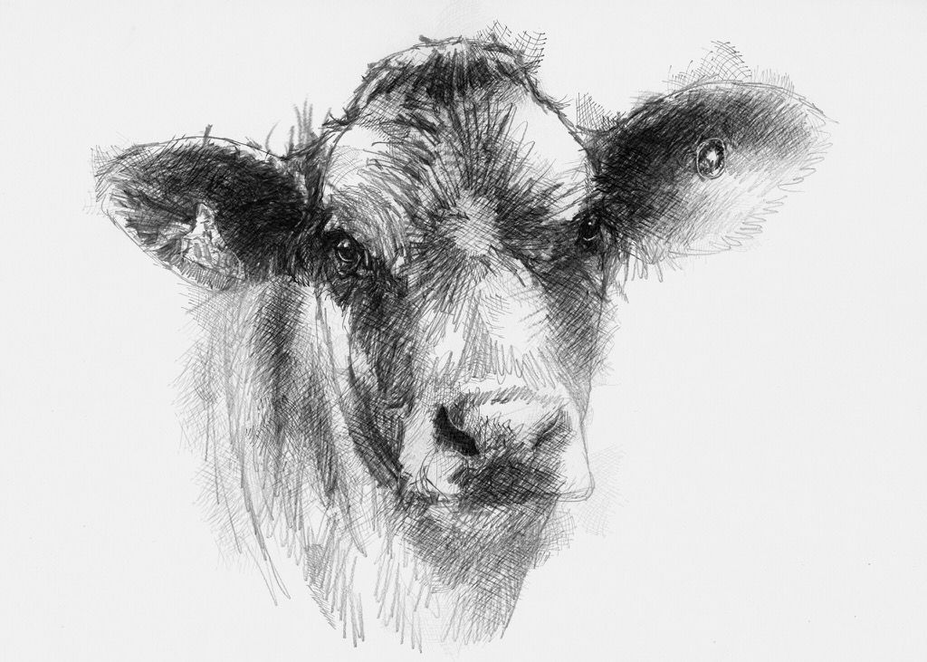 1024x731 calf drawing pencil drawings, calves, art - Calf Drawing