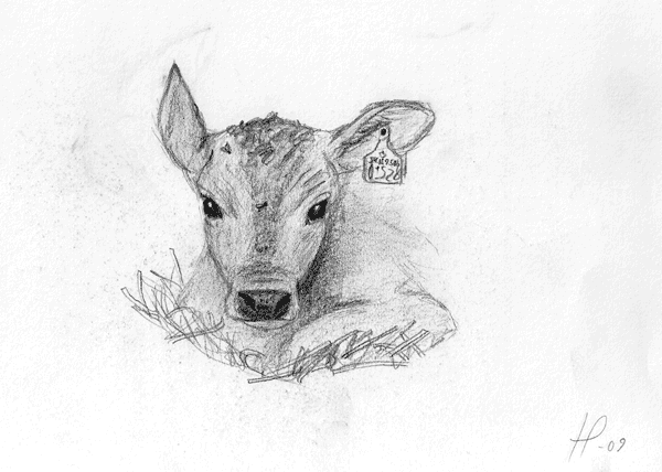 600x428 calf random doodles - Calf Drawing