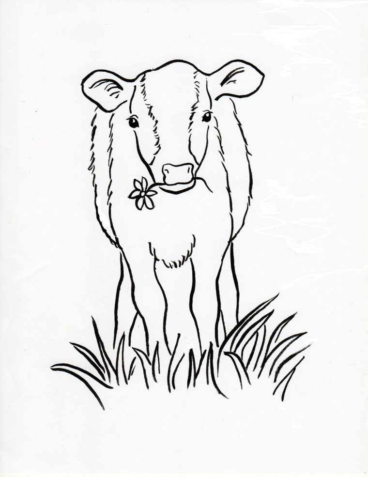 760x985 calf coloring page - Calf Drawing