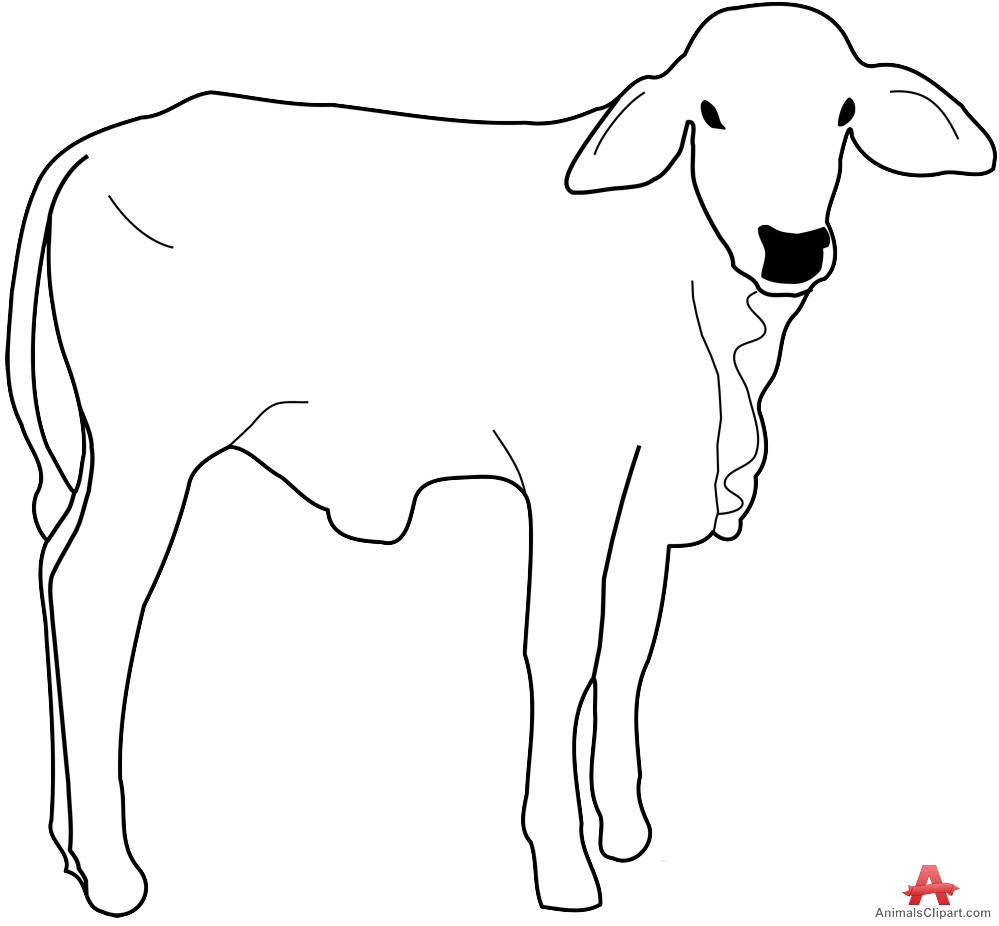 999x926 calf drawing free download - Calf Drawing