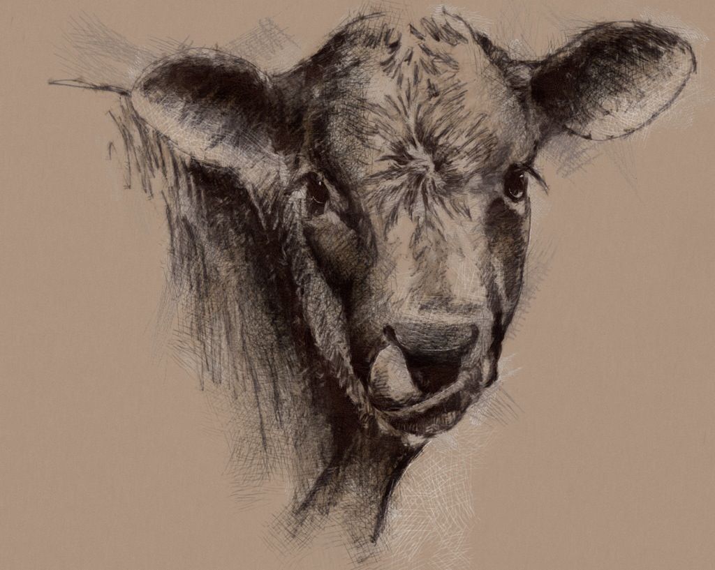 1024x817 calf lick crow raven drawings, sketches - Calf Drawing
