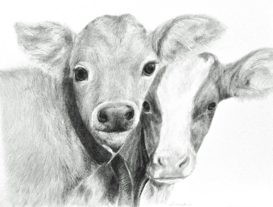 900x683 Calves Drawing - Calf Drawing