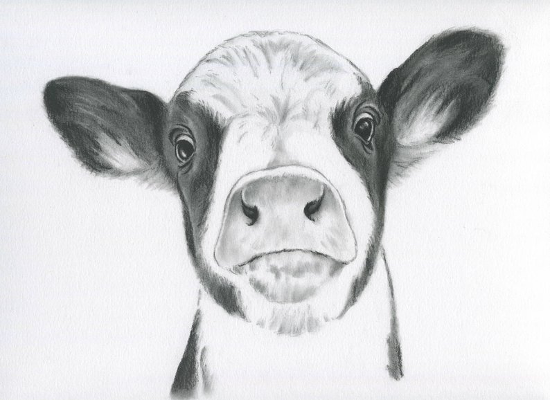 794x578 Cow Portrait Farmhouse Decor Original Cow Art Charcoal Etsy - Calf Drawing