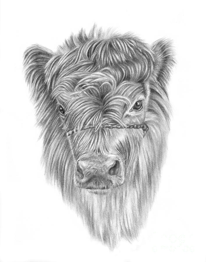 708x900 highland calf drawing - Calf Drawing