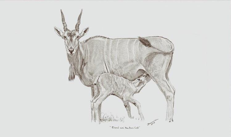 749x445 John Banovich - Calf Drawing