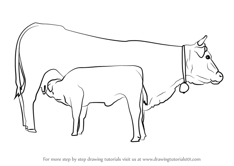 800x567 learn how to draw cow and young calf - Calf Drawing