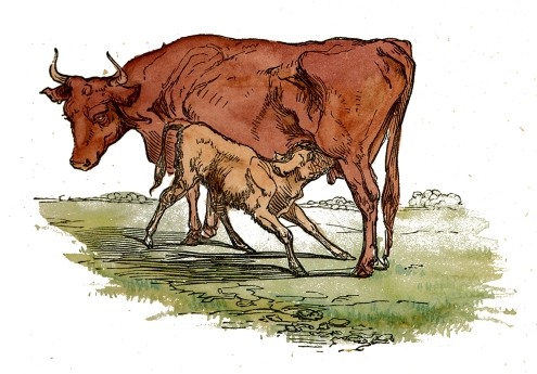 495x345 mother calf drawing - Calf Drawing