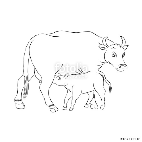 500x500 motherhood mother and child cow and calf outline vector - Calf Drawing