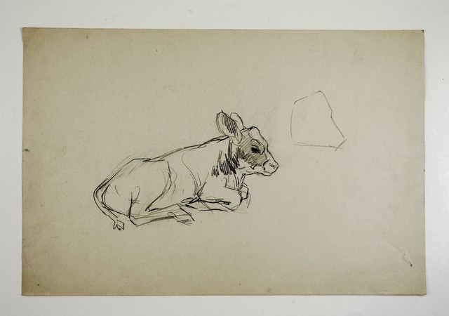 640x450 pencil study of calf drawing - Calf Drawing